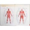 Cvičení pro zdravá záda – anatomie (Philip Striano)